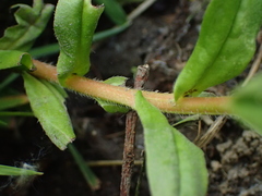 Myosotis