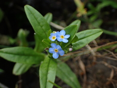 Myosotis