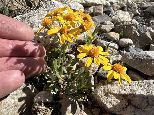 Image of Packera werneriifolia by no rights reserved