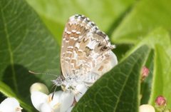 Theclinesthes serpentata serpentata