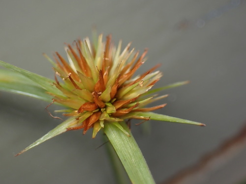 Image of Rhynchospora rubra by (c) W Rao, some rights reserved (CC BY)