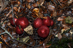 Cortinarius cardinalis