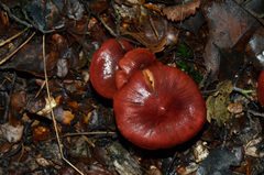 Cortinarius cardinalis
