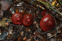 Cortinarius cardinalis