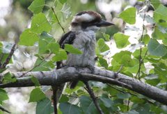 Dacelo novaeguineae novaeguineae