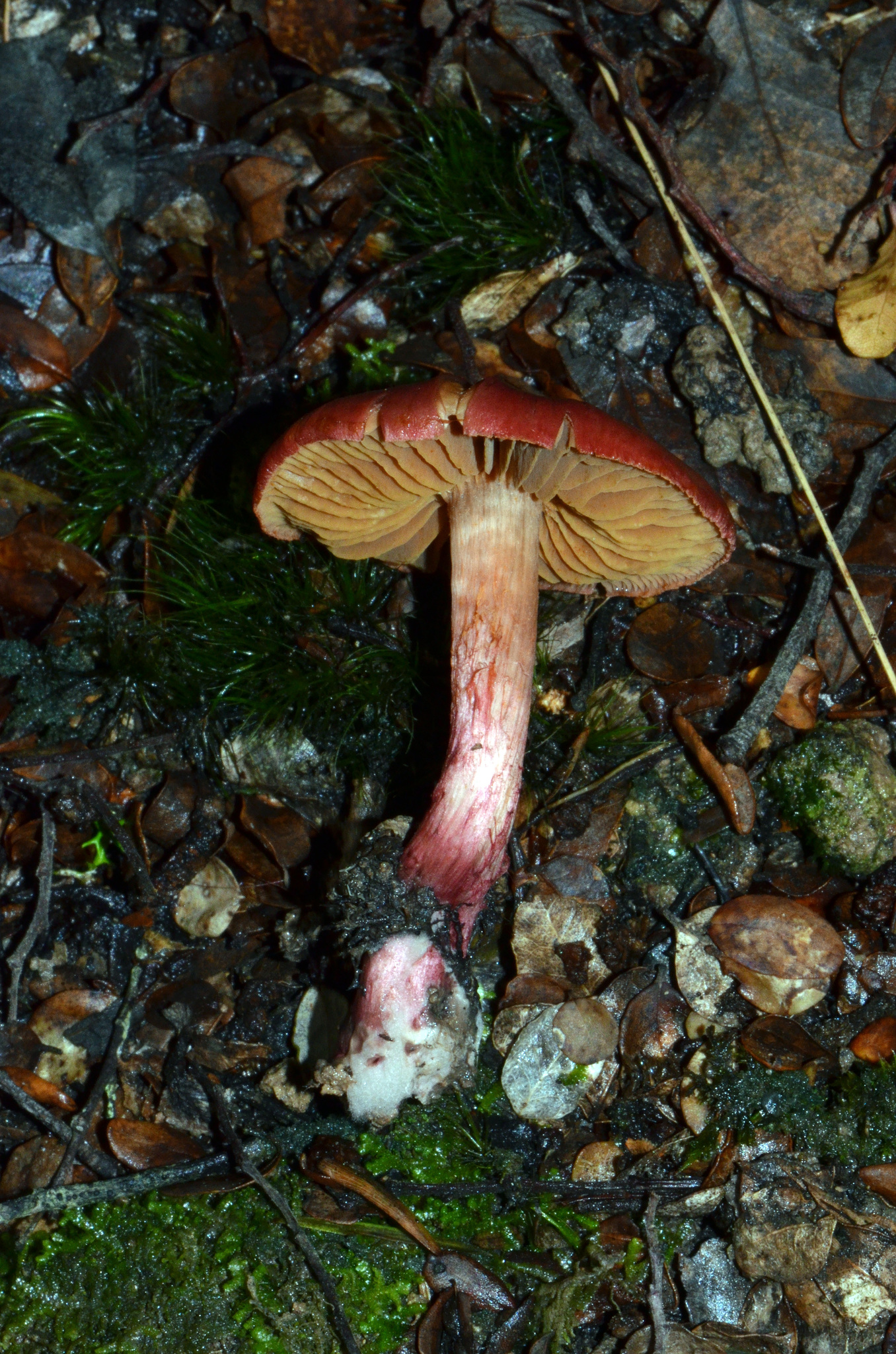 Cortinarius cardinalis image