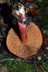 Cortinarius cardinalis