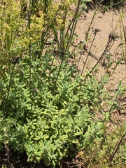 Monardella hypoleuca lanata