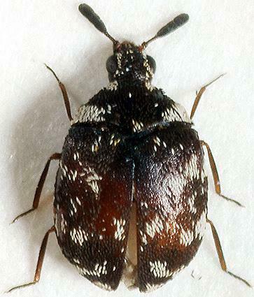 Anthrenus cylindricornis