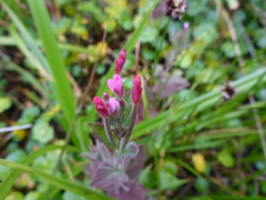 Epilobium ciliatum watsonii