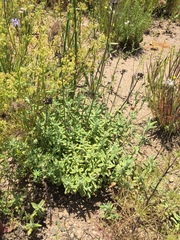 Monardella hypoleuca lanata