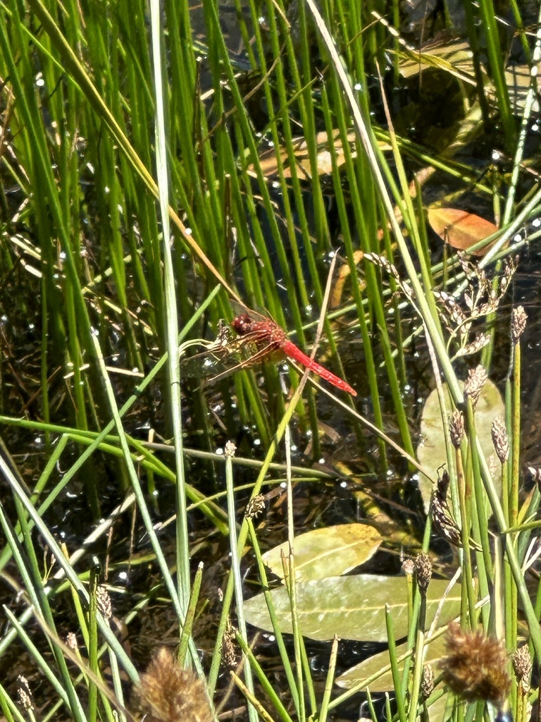 Cardinal Meadowhawk from Bluff Lake Reserve, Fawnskin, CA, US on July ...