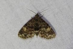 Metalectra richardsi