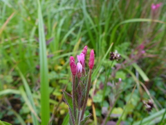 Epilobium ciliatum watsonii