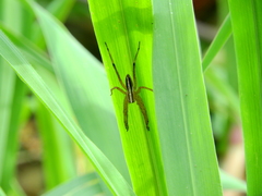 Neoctenus
