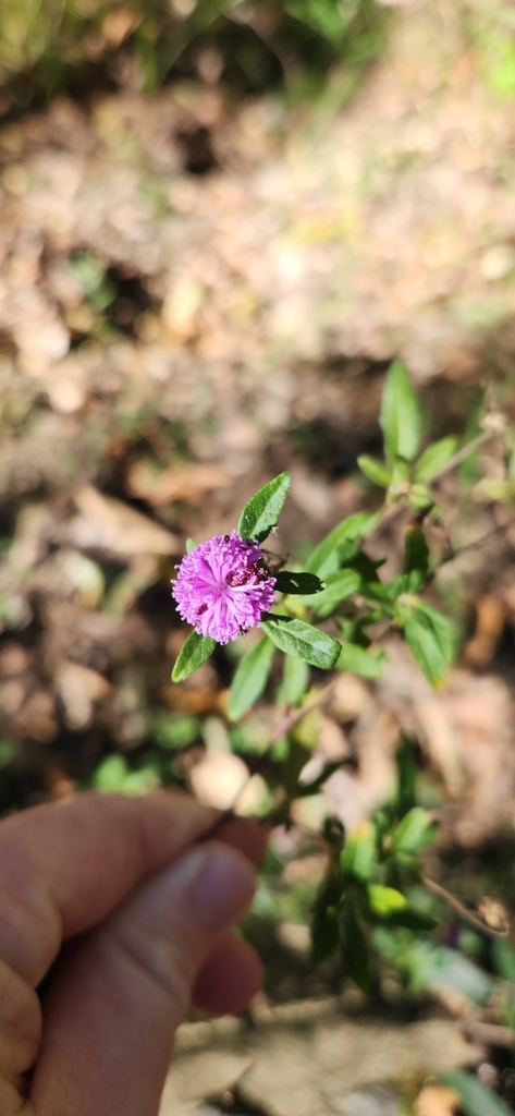 Blue Bonnet From Mount Coot Tha Qld Australia On July At Am By Andydalton