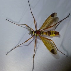 Ctenophora ornata