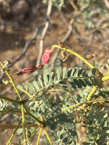 Image of Neltuma articulata by no rights reserved
