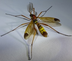 Ctenophora ornata