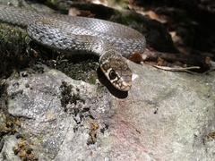 Hierophis viridiflavus carbonarius