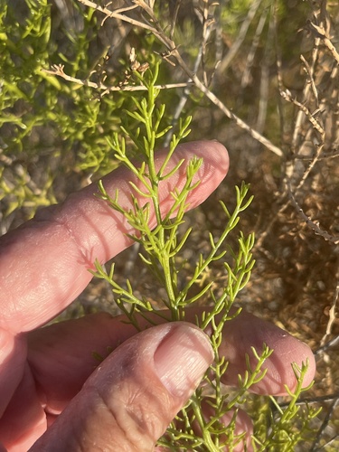 Image of Xylothamia diffusa by no rights reserved