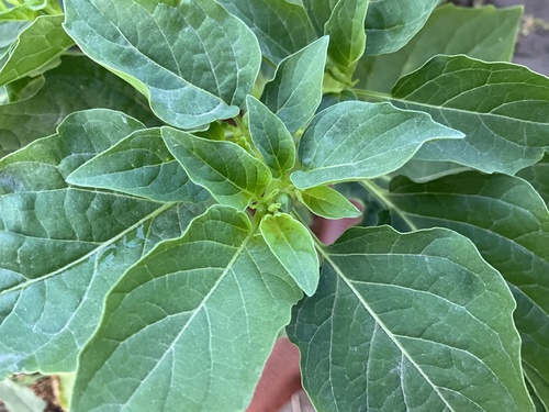 cutleaf groundcherry