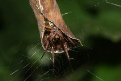 Phonognatha