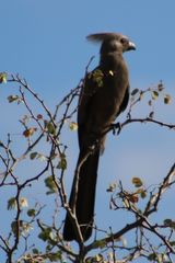 Corythaixoides concolor concolor