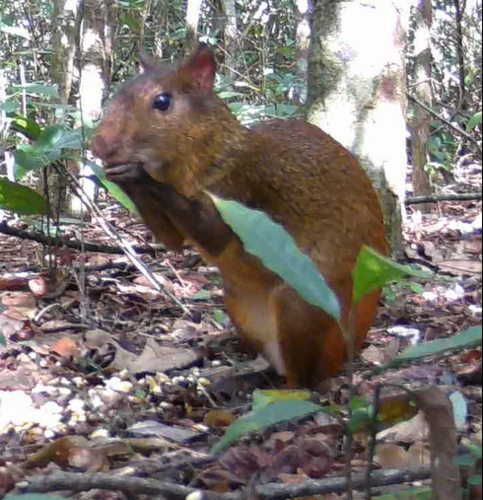 Iack's Red-rumped Agouti