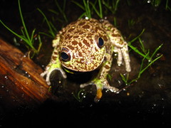 Hyla gratiosa