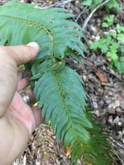 Polystichum imbricans