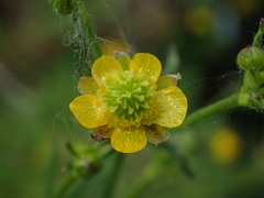 Ranunculus