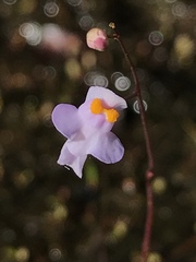 Utricularia biceps