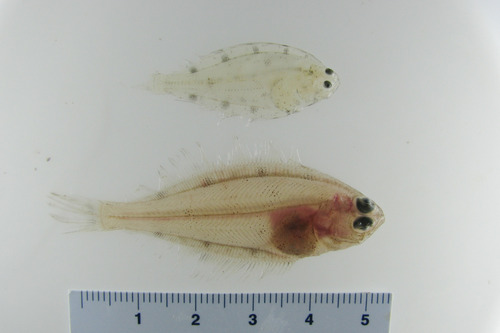 Foto de Platija americana (Hippoglossoides platessoides)