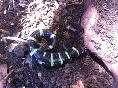 Ambystoma annulatum