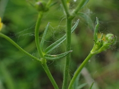 Ranunculus