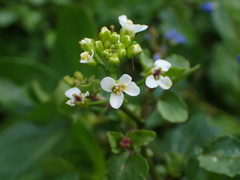 Nasturtium officinale