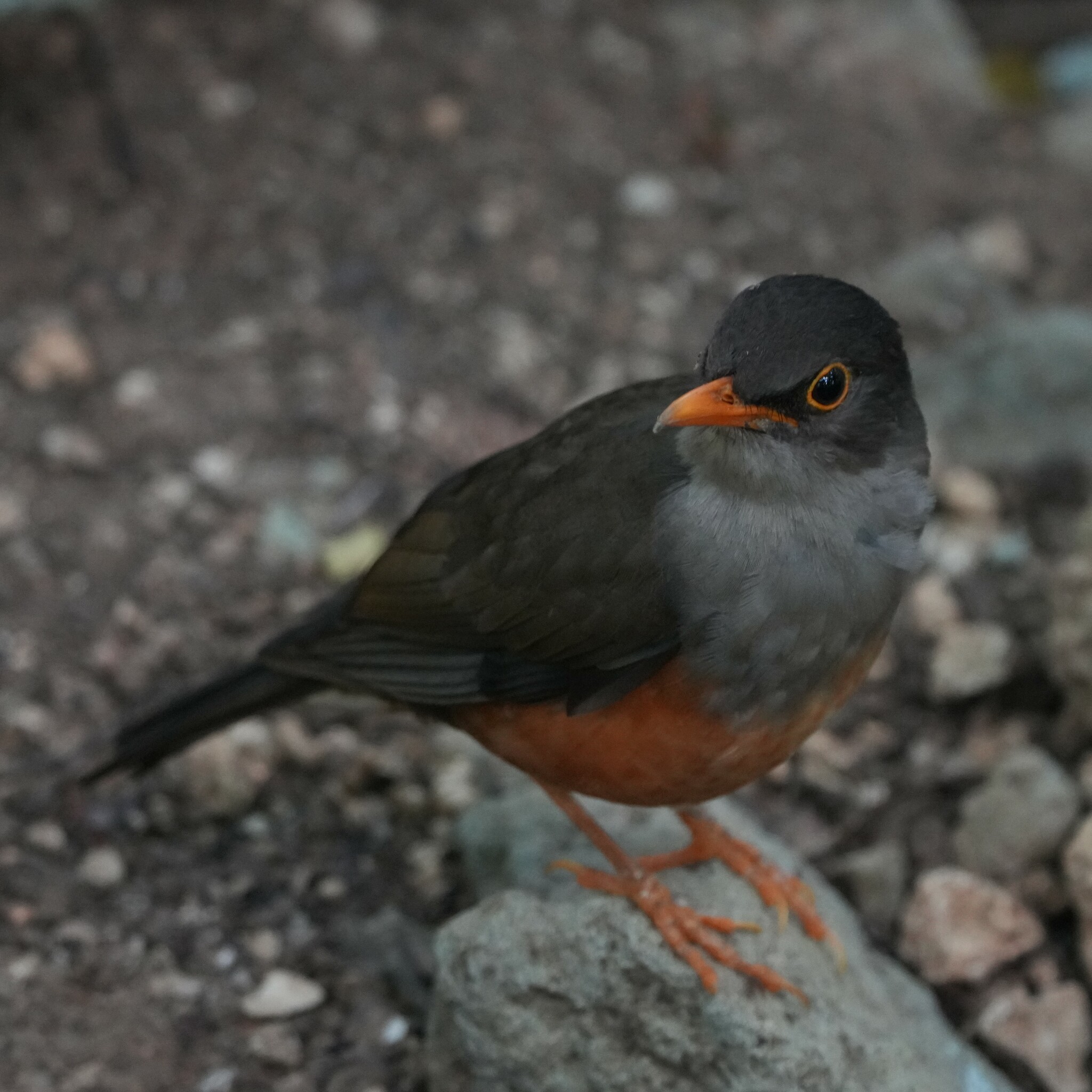 Christmas Island-Thrush (Turdus erythropleurus)