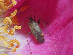 Closterotomus fulvomaculatus