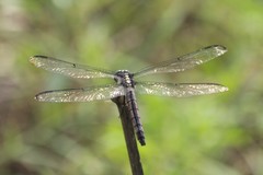 Libellula vibrans