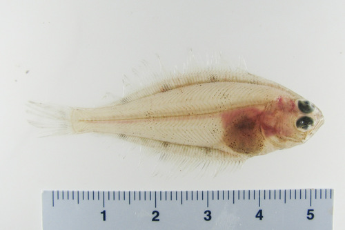 Foto de Platija americana (Hippoglossoides platessoides)