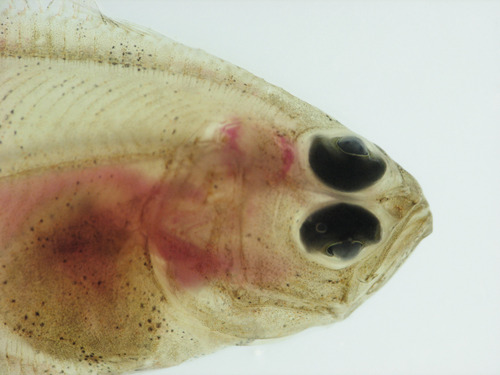 American plaice (Hippoglossoides platessoides) — Pleuronectidae — 5