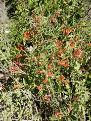 Bouvardia ternifolia