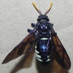 Cimbex americanus