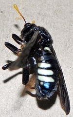 Cimbex americanus