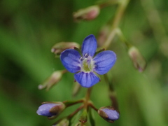 Veronica beccabunga