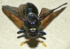 Cimbex americanus