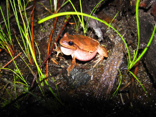 Pine Woods Tree Frog