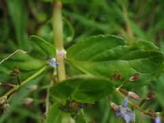 Veronica beccabunga