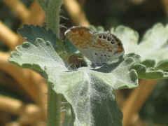 Brephidium exilis